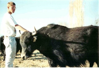 Tim with yaks